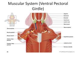 Ppt Fetal Pig Dissection Powerpoint Presentation Free Download Id 3445809