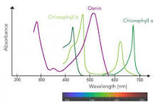 Plant Pigments - Let's Talk Science