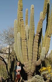 Image result for Pachycarpus spurius