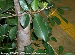 Ficus require regular fertilization, otherwise the leaves tend to yellow and drop off. Types Of Ficus Trees Outdoors And Indoors Ficus Plants Pictures Included