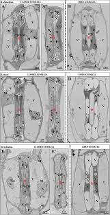 Image result for Stomatostemma pendulina