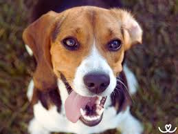 Image result for bígl