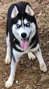If you are unable to find your companion in our dogs for adoption sections, please consider looking thru the directory of rescue organizations, to see if they have any current dogs for adoption listings. Dog For Adoption Noel A Siberian Husky In Alpharetta Ga Petfinder
