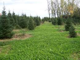 Forest service in 2006 to map and quantify landcover for baltimore city. Grow Trees Not Weeds Weed Control Strategies In Christmas Tree Plantings Cornell Small Farms