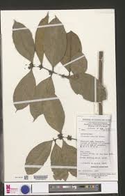 Image result for Clitandra cymulosa