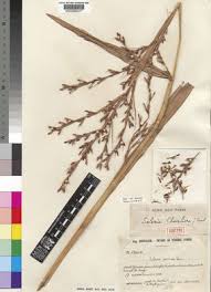 Image result for Scleria lacustris