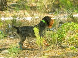 Des belles d'automne est un elevage professionnel de chiens d'arrêts de race epagneul breton, griffons korthals, setters anglais et pointer. Chien Elevage De La Plume D Argent Eleveur De Chiens Griffon D Arret A Poil Dur Korthals