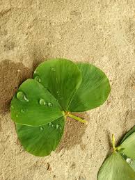 Image result for Marsilea aegyptiaca