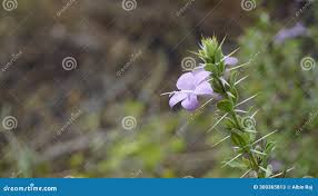 Image result for Barleria mackenii