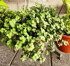 Image result for Callisia