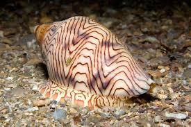 Image result for Volusia amboinensis