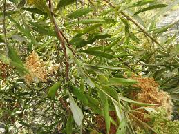 Image result for Buddleja saligna