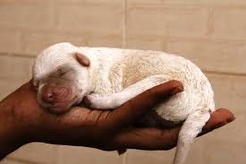 You will notice higher activity levels in the morning followed by a rest, then reduced activity around noon and into the afternoon. 1 Month Old Puppy Training Off 66 Www Usushimd Com