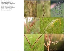 Image result for Tristachya bequaertii