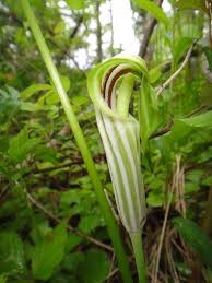 Image result for Arisaema