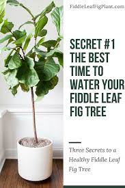 How often should i water my fiddle leaf fig tree? Learn The Best Time To Water Your Fiddle Leaf Fig Tree To Keep It Healthy Fiddleleaffigtree Houseplant Garde Fig Plant Fiddle Fig Tree Fiddle Leaf Fig Tree