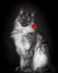 Black And White Maine Coon Cats For Sale Pin On Maine Coon