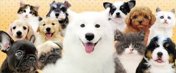 ãããããã®ç»åæ¤ç´¢çµæ