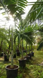 Image result for Ptychosperma elegans