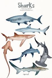 Watercolor Sharks Clipart Hammerhead Shark Bull Shark Etsy In 2021 Shark Illustration Shark Painting Sea Creatures Drawing