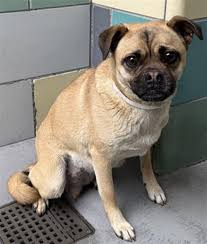 Lost German Shepherd Dog in Cabazon