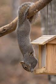 Acrobatic Gray Squirrel Hanging By Tail Gray Squirrel Hanging Upside Down By Th Sponsored Squirrel Tail Upside Hangi Squirrel Squirrel Tail Mammals
