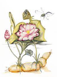 Lotus Plant All Parts Lotus Nelumbo Nucifera Nymphaea Nelumbo Lotosblume Lotus Flower Seeds Lotus Drawing Roots Drawing