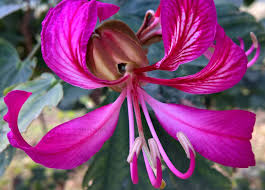 Image result for Bauhinia burrowsii