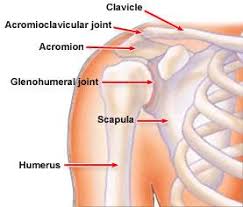 The shoulder joint is a very mobile joint to allow for a wide range of actions such as lifting, pushing and pulling. Shoulder Trauma Fractures And Dislocations Orthoinfo Aaos