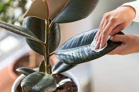 Rinse indoor plant leaves with warm water to remove insects and dust. How To Clean Your Houseplants 5 Methods To Know Apartment Therapy
