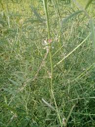 Image result for Indigastrum parviflorum