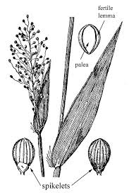 Image result for Dichapetalum edule