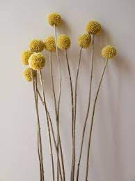Billy Buttons Bunch Dry Flowers Natural Dried Flower Arrangements Billy Buttons Yellow Flower Arrangements