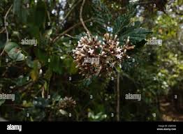 Image result for Gaertnera