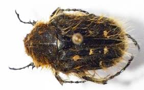 Image result for Tropinota hirta