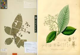 Image result for Huaceae