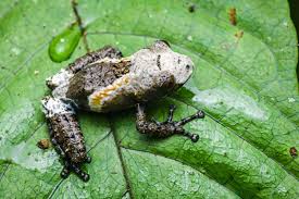 Image result for Macrotyloma tenuiflorum