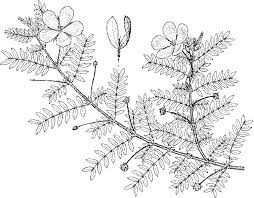 Image result for Tribulus zeyheri