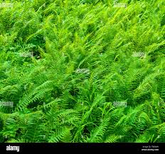 Image result for Lomariopsidaceae