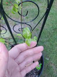 Maybe you would like to learn more about one of these? Help A Few Of My Clematis Leaves Are Turning Black And Curling Around The Edges Any Idea Why Plantclinic