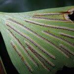 Image result for Asplenium hemitomum