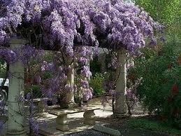 • tărâmul de poveste îl aflaţi în bucureşti, sectorul 4, bulevardul metalurgiei nr. Plante Cataratoare Pentru O Gradina De Poveste Magical Garden Wisteria Arbor Wisteria