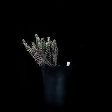 Image result for Euphorbia corniculata