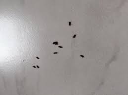 Kurz vor weihnachten wird lucys katze krank. Kleine Fliegen Im Kuchenschrank Di 2020