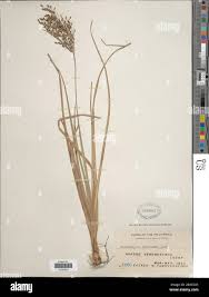 Image result for Fimbristylis complanata