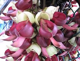 Image result for Mucuna poggei