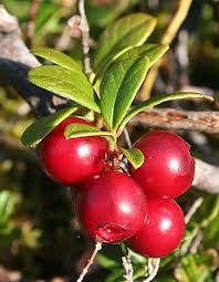 They reside in the regions of the woods near mountains, ponds, lakes, and rivers. What Is A Natural Habitat Definition Habitat Destruction Video Lesson Transcript Study Com