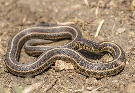 As for snakes mimicking venomous snakes, i recall something about garter snakes, usually green, a colour that is clearly for camouflage, and thus nonthreatening; Garter Snakes The Good The Bad And The Ugly Environmental Pest Management