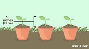 Cucumber has really short roots like other cucurbits have. How To Plant Cherry Seeds Youtube
