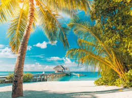 I am looking for a beach in the destin or gulf area that has palm trees with a caribean feel to it. Beautiful Sunset Wallpaper With Palm Trees Apessoaescreve